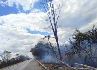 Fogo atinge vegetação na BR-242
