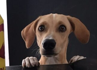 Inteligência Artificial poderá facilitar comunicação entre humanos e animais